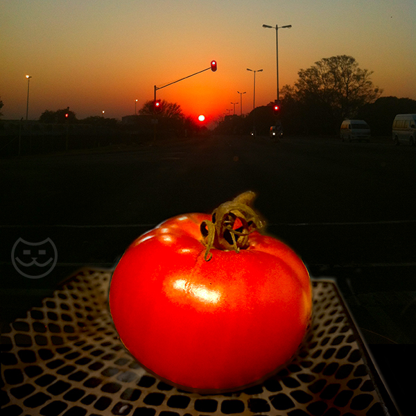 still life